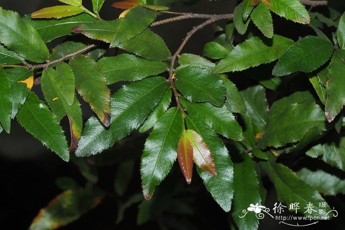 如何让非洲茉莉开花