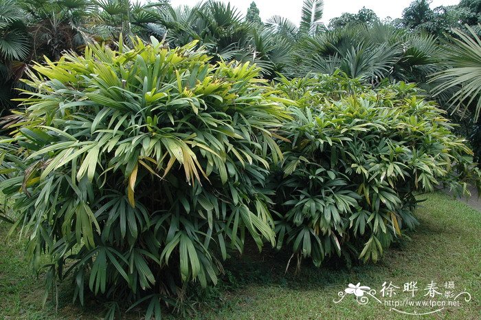 菊花什么时候开