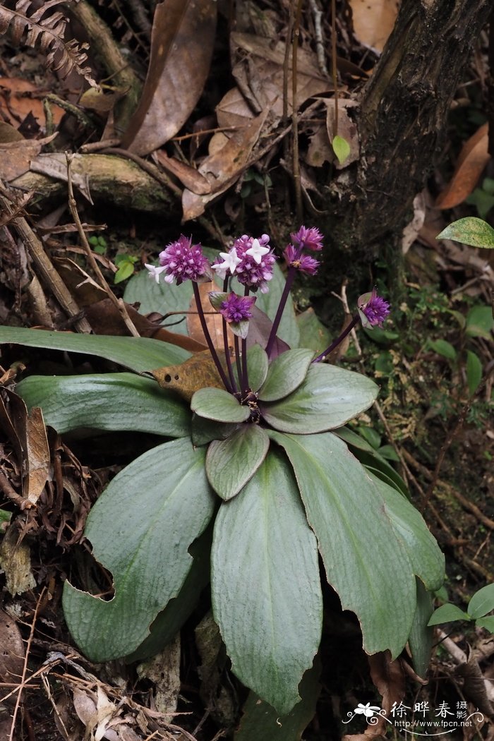 广州市花