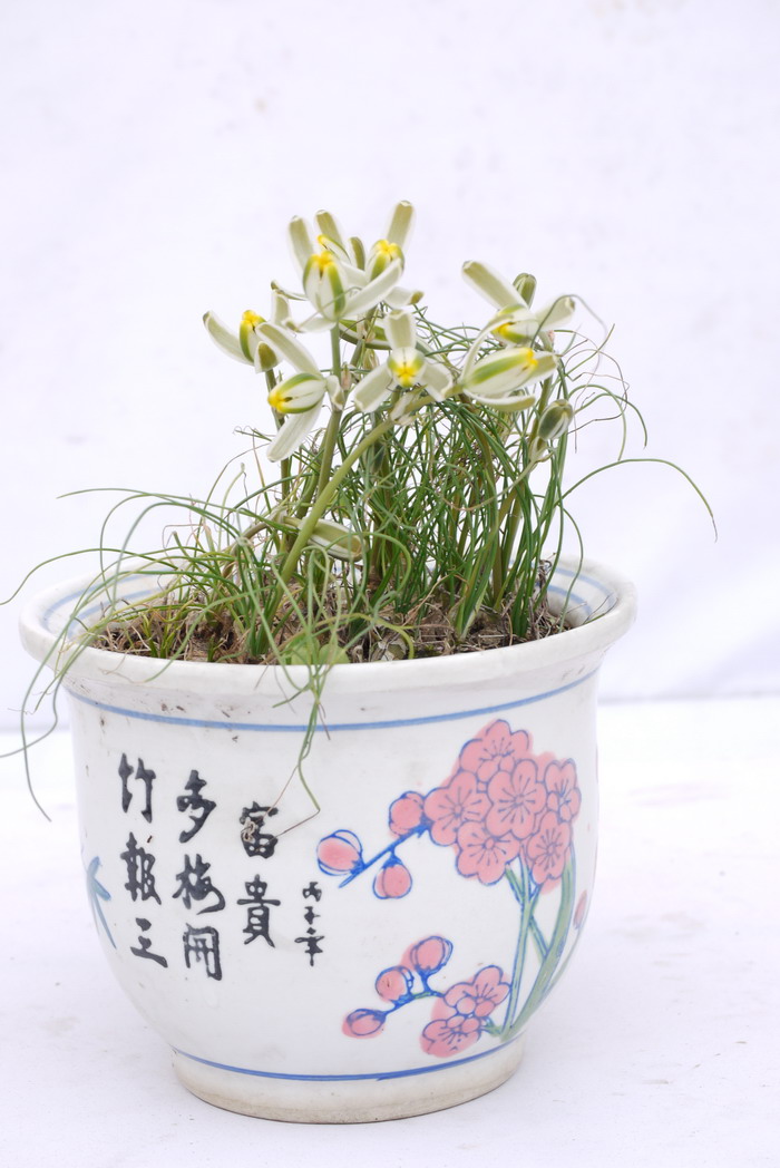 香花槐