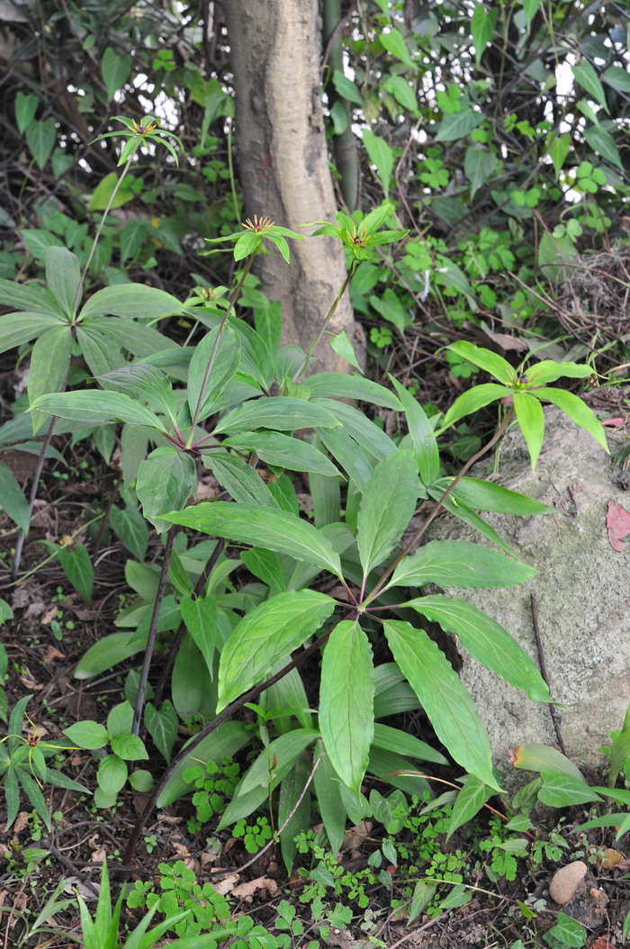 特别漂亮的花图片大全