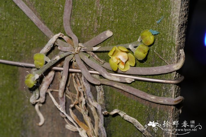 花语大全带图片和花名