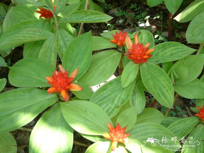 香港紫荆花