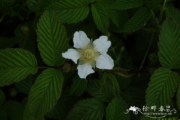 各种蘑菇图片及名称