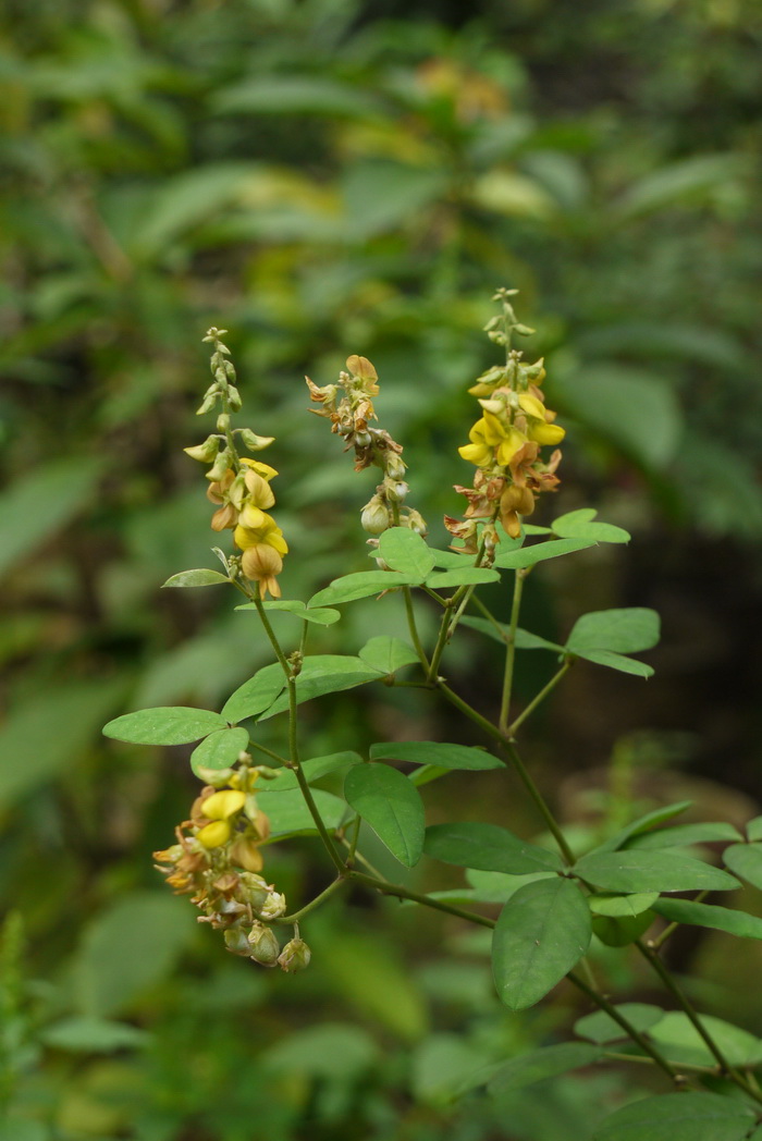 风信子花香有毒吗