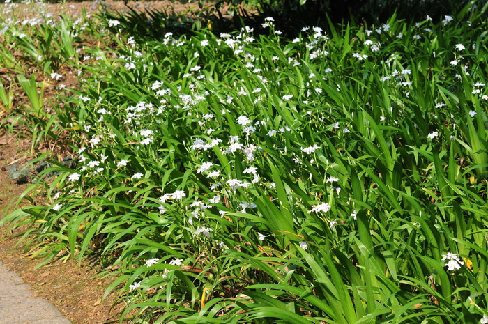 油茶种植