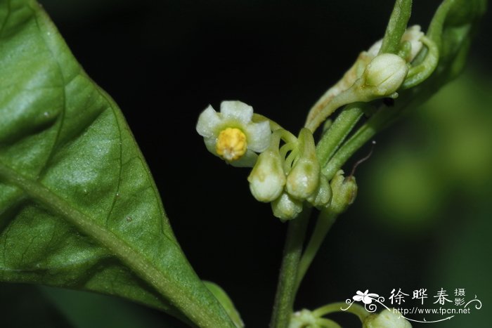 圆白菜图片