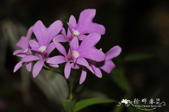 最漂亮的鲜花图片大全