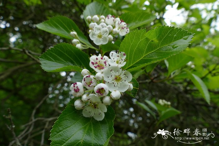 郁金香多久开花