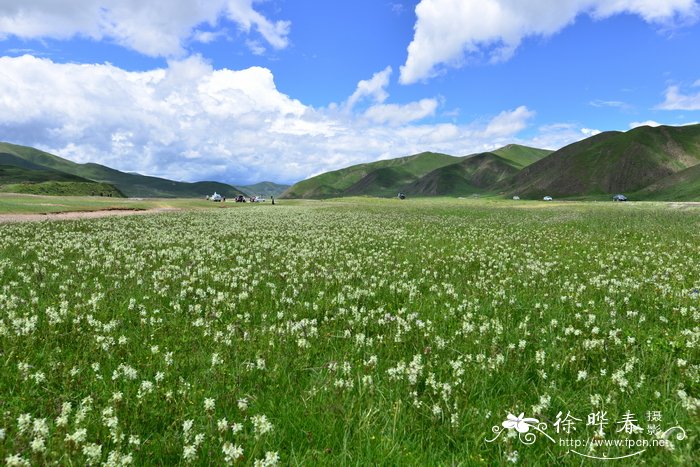 石山苏铁