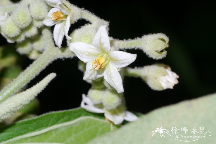 茶花苗