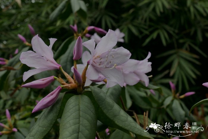 画荷花图片大全