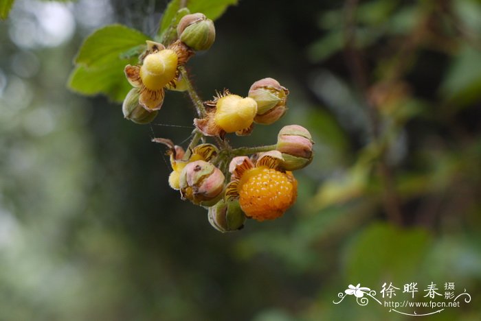 爱护花草树木