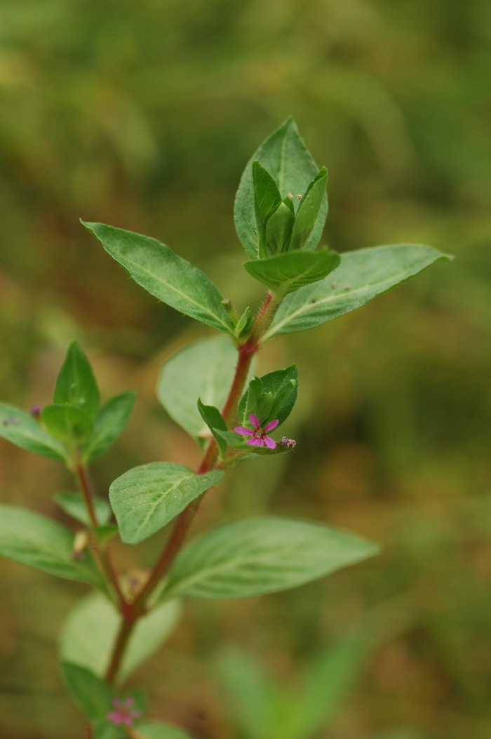 白芨种苗价格