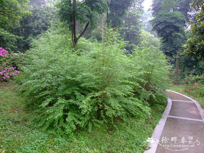 澳门的市花