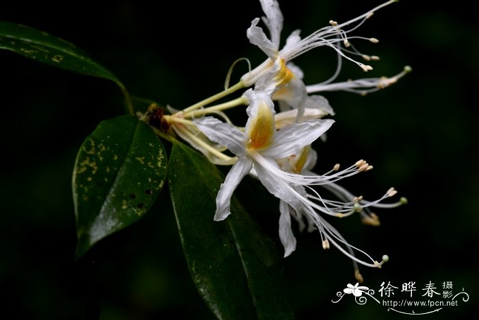 花语大全带图片和花名