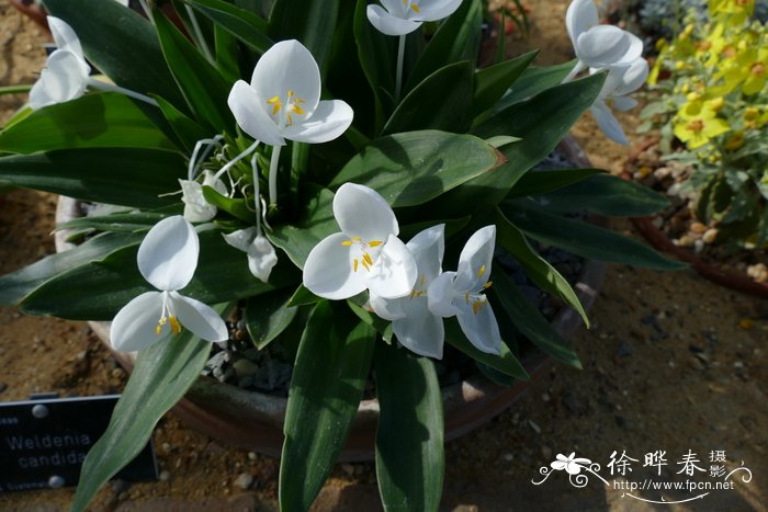 好看的花草图片大全