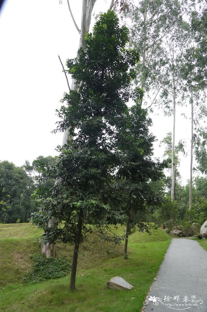 阳台葡萄种植技术