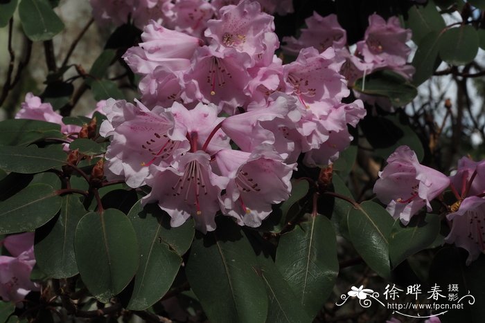 香港紫荆花