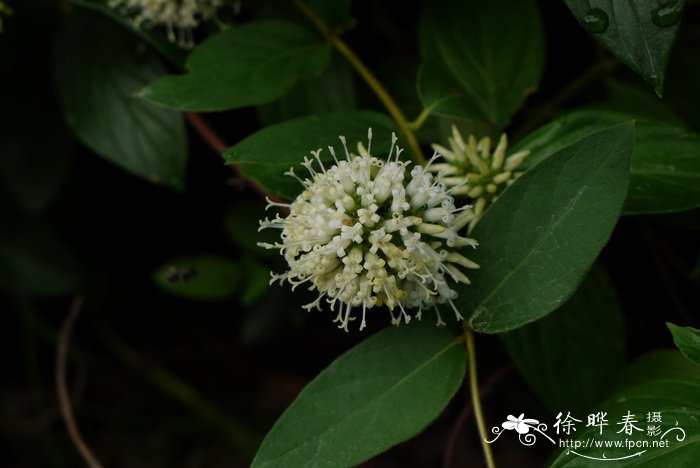 金线石菖蒲