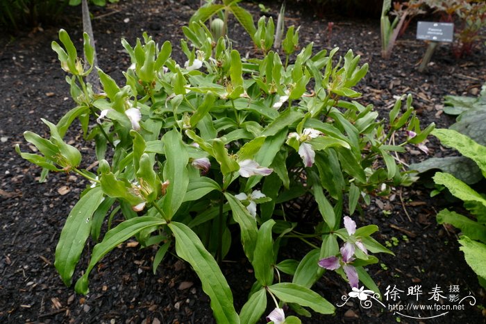 羊角蜜甜瓜种植方法和时间