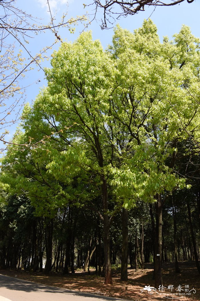 日本红叶樱花