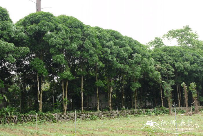 天鹅绒花