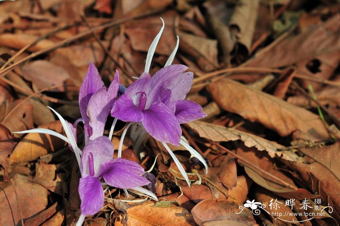 春节花卉