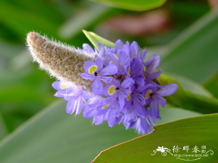 森林的牵牛花