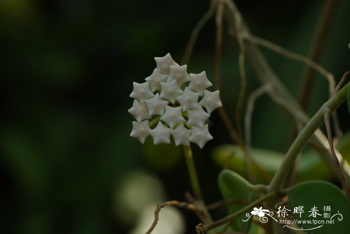 千屈菜花期