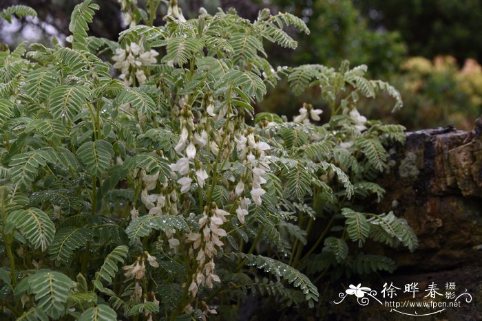 植物的传播方法