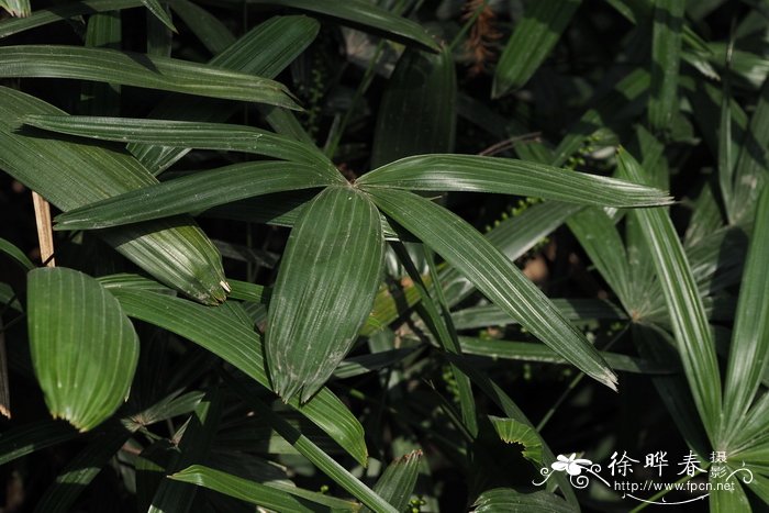 杜鹃花十大品种排名