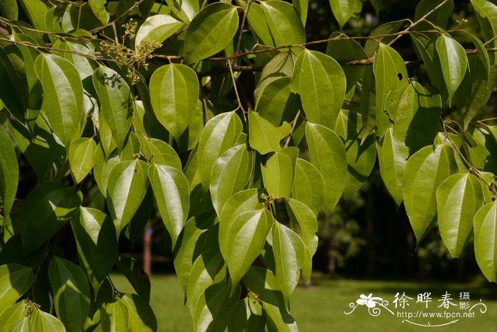 骂人蓝莲花是什么意思