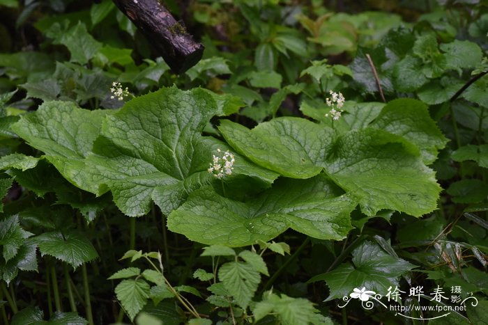 7月开什么花