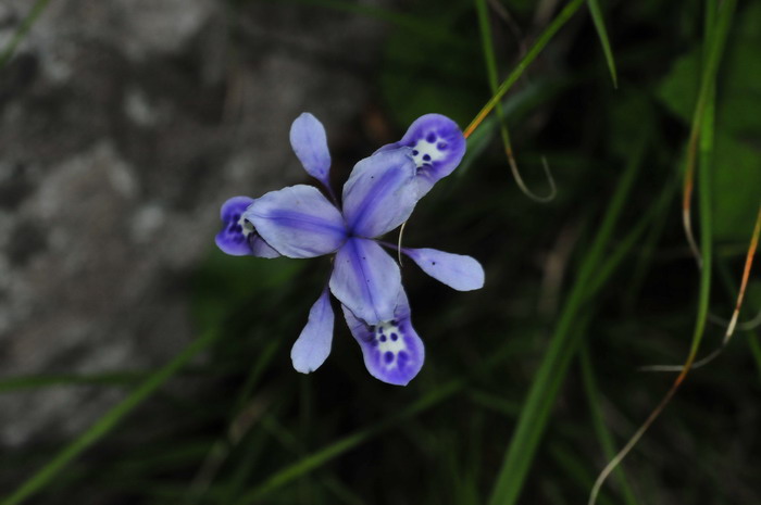 鲜花花篮