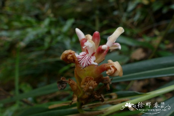 龙爪菊图片