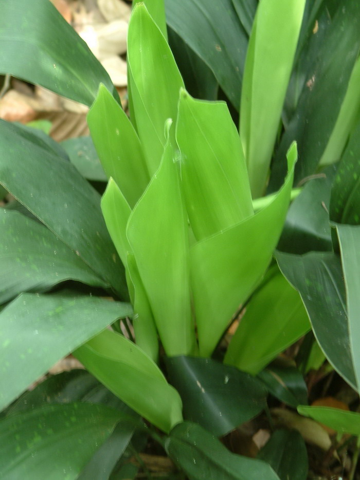 芨芨菜长什么样图片