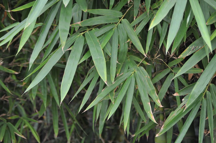 春季种植油菜花需要注意什么