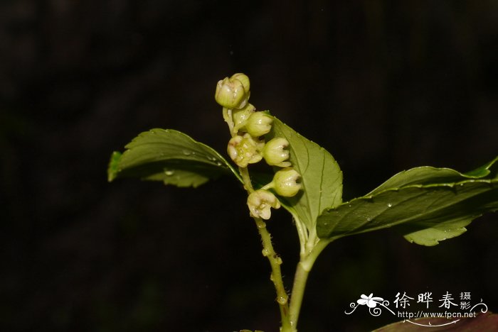 杜鹃花什么时候开花