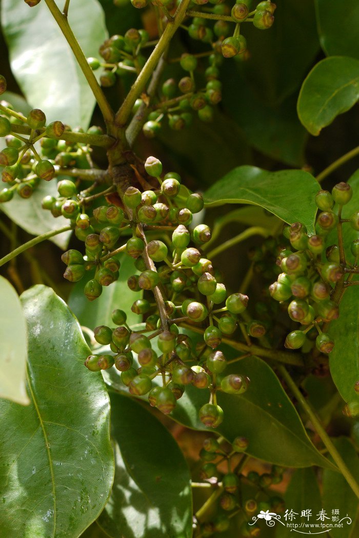 细叶雪茄花