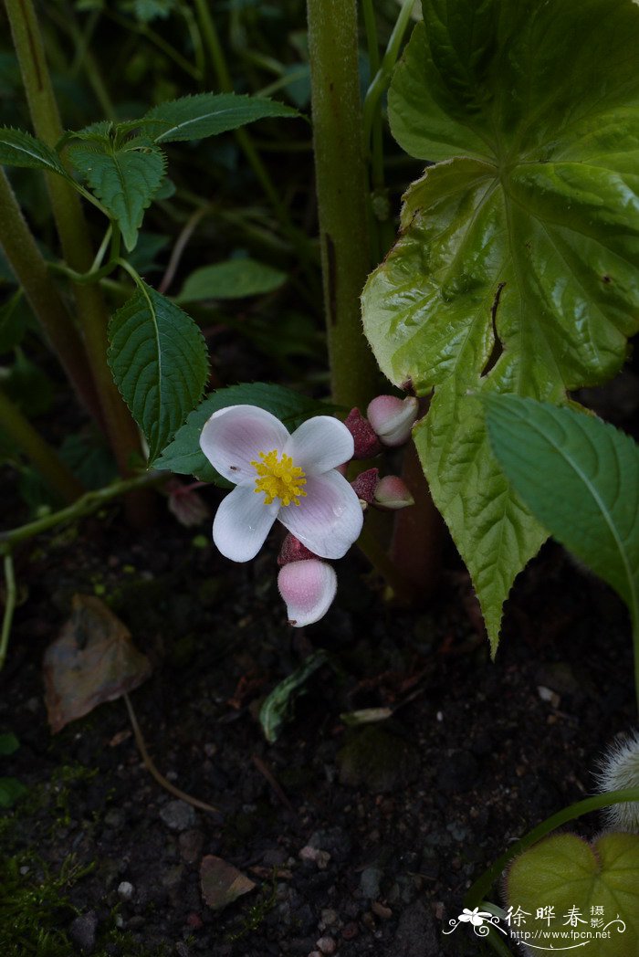 凤仙花生长全过程