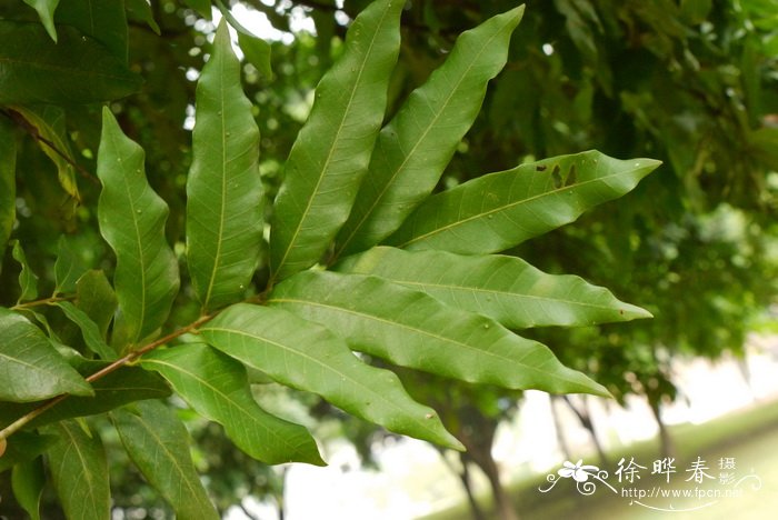 夏溪花木市场