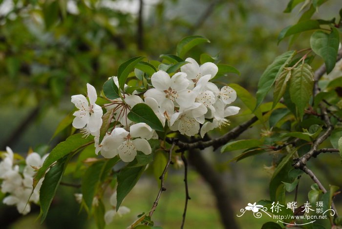 送花的学问