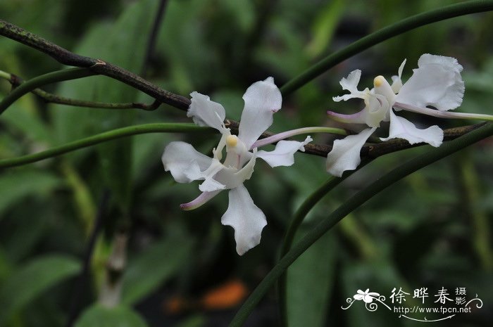 菊花象征着什么意义