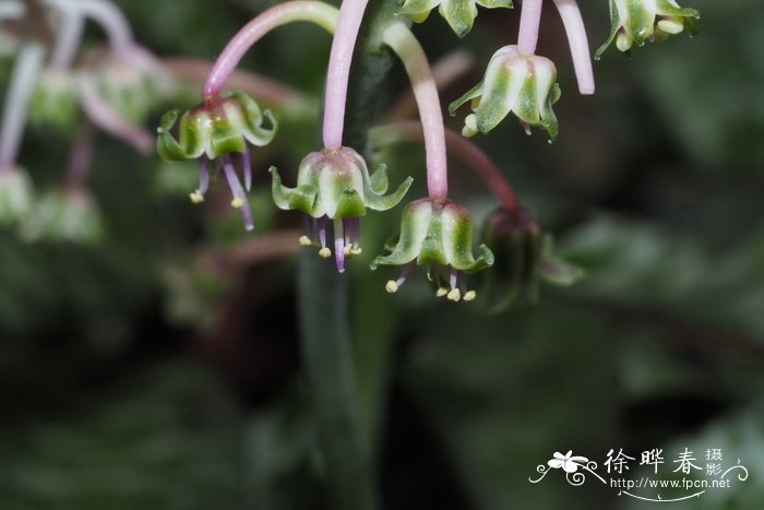 菊花什么时候开