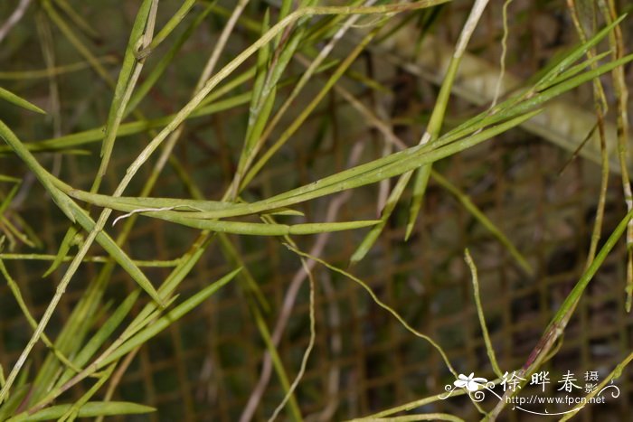 oryza sativa