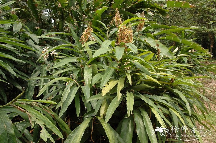 大棚种植技术