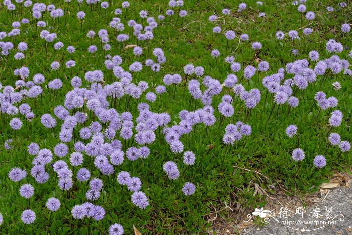 石龙芮