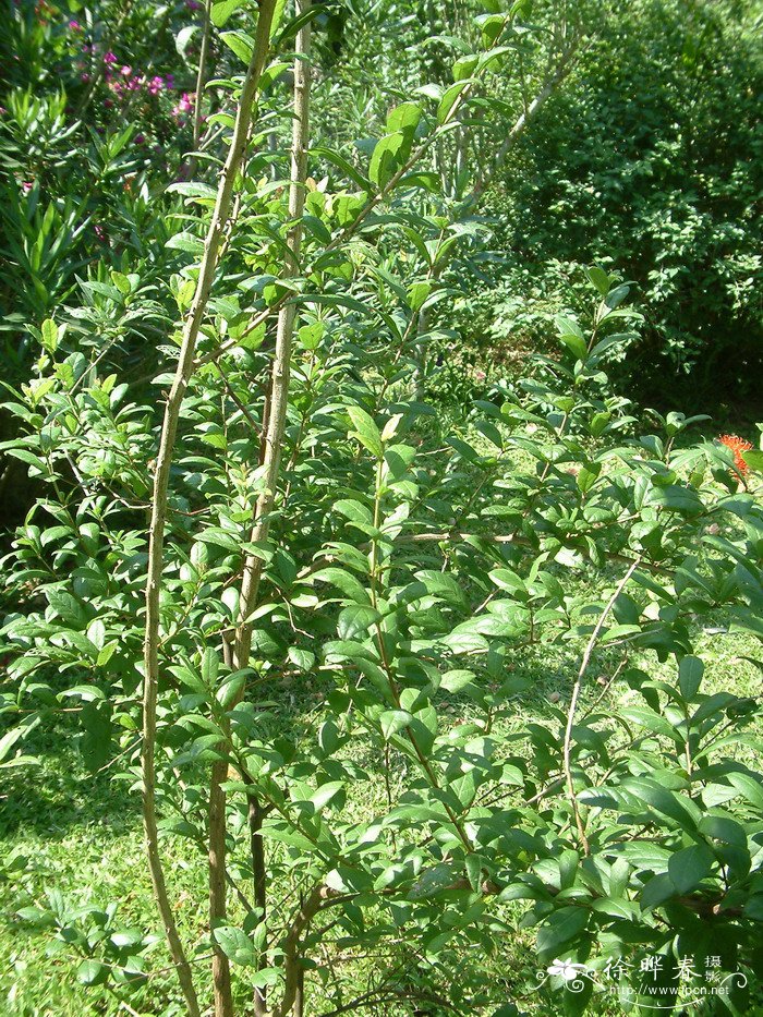 菠萝的种植方法