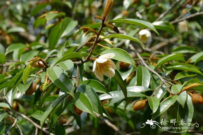 兴化油菜花